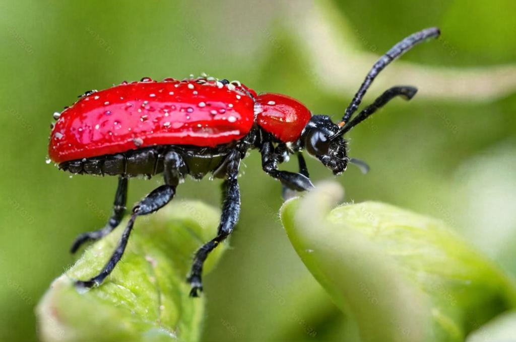 Ciclo vital del escarabajo Lilioceris lilii