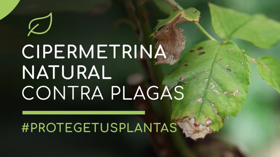 Cipermetrina: Qué es y cómo se usa para fumigar - Guía completa sobre esta sustancia en la jardinería y control de plagas.