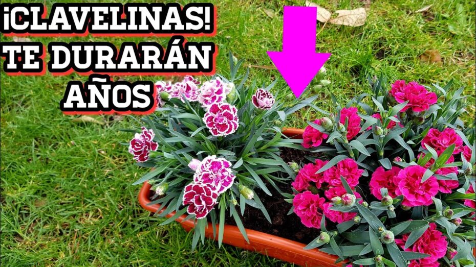 Cuidados de la Clavelina: Todo lo que necesitas saber sobre esta planta