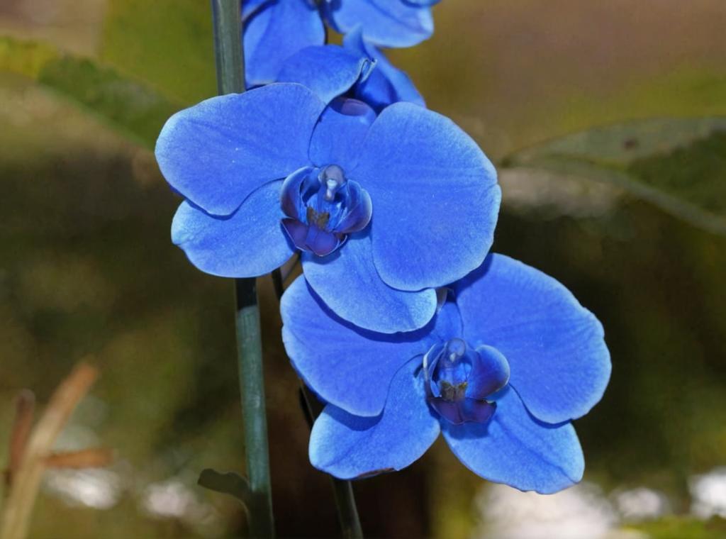 Cómo conseguir una orquídea azul en casa: las técnicas para teñir