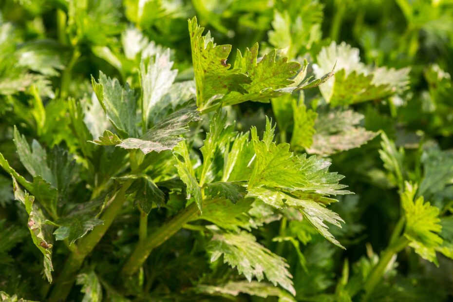 Almendro: Guía completa sobre cómo cuidar y mantener esta planta