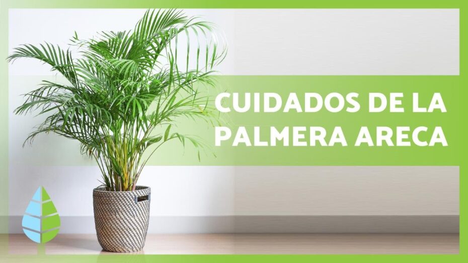Cuidado de la palmera areca: Guía completa para un crecimiento saludable
