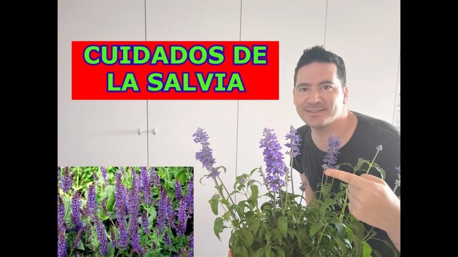 Salvia: Cómo cuidar y mantener esta planta de manera óptima