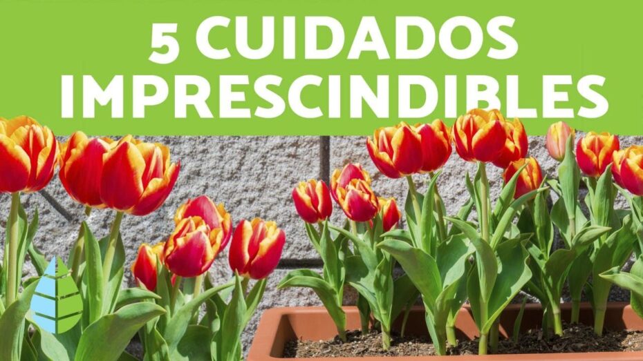 Cuidado de tulipanes: consejos y técnicas para un florecimiento saludable