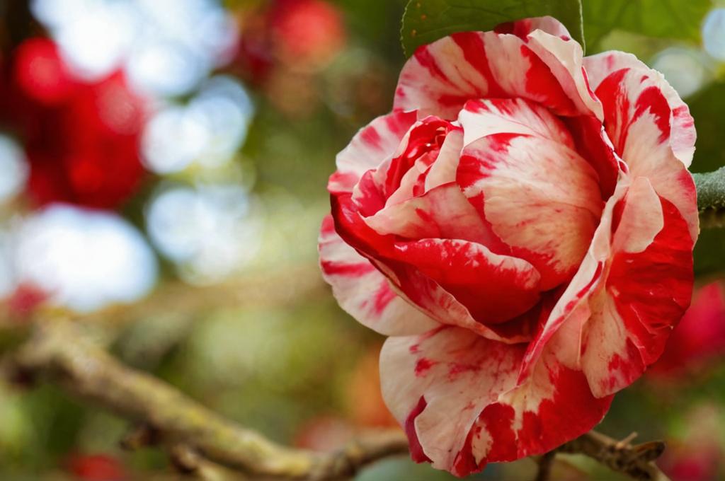 ¿Cómo cuidar un esqueje de camelia en agua?