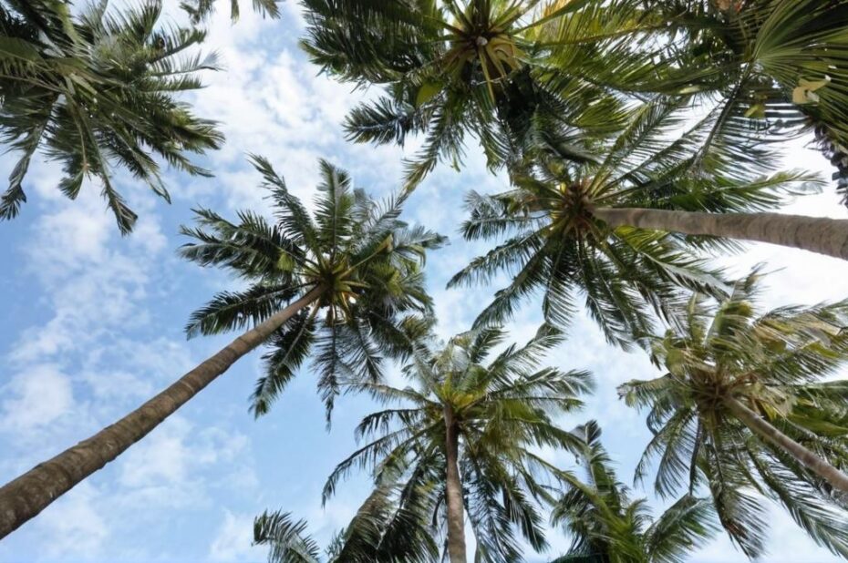 Cómo cuidar y decorar con palmeras en espacios pequeños