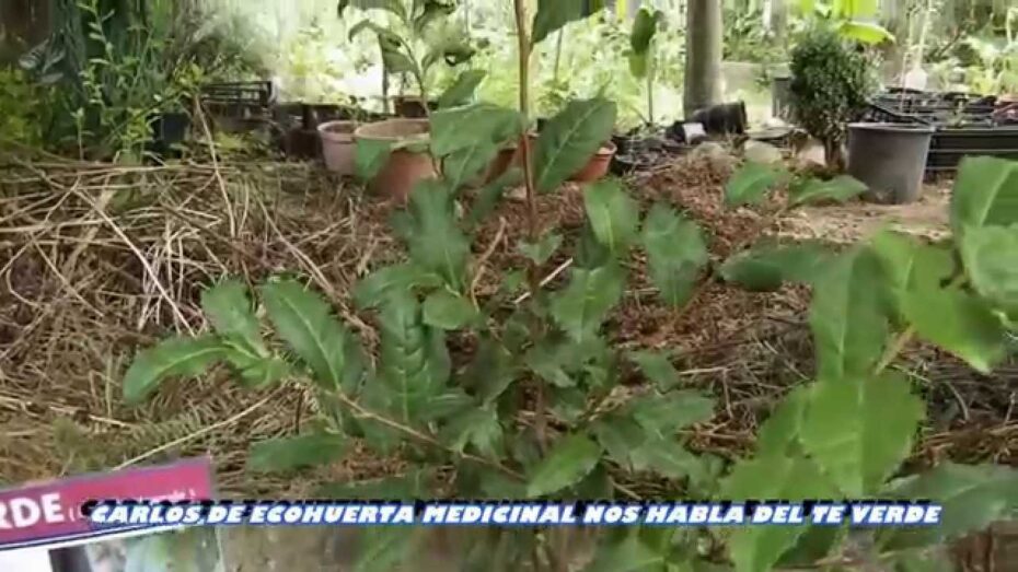 Cultivo de té verde: cómo cultivar esta planta y disfrutar de sus beneficios