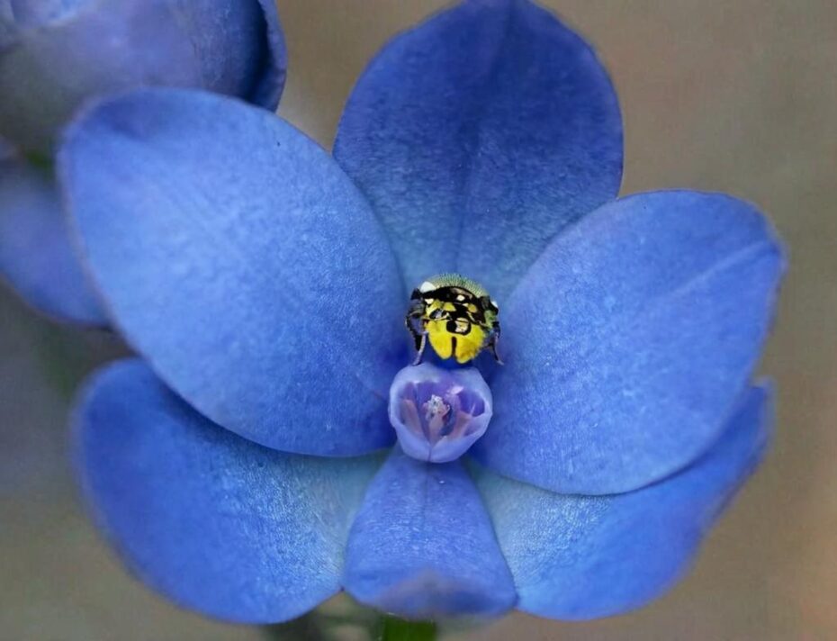 Cómo diferenciar una orquídea azul verdadera de una teñida