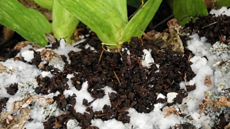 ¿Cómo eliminar moho en la tierra de las plantas?