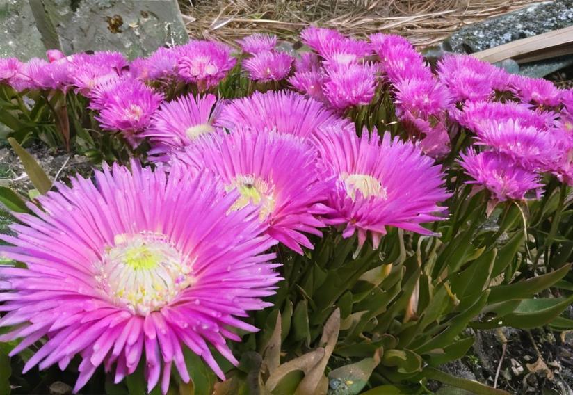 Cómo eliminar plantas invasoras