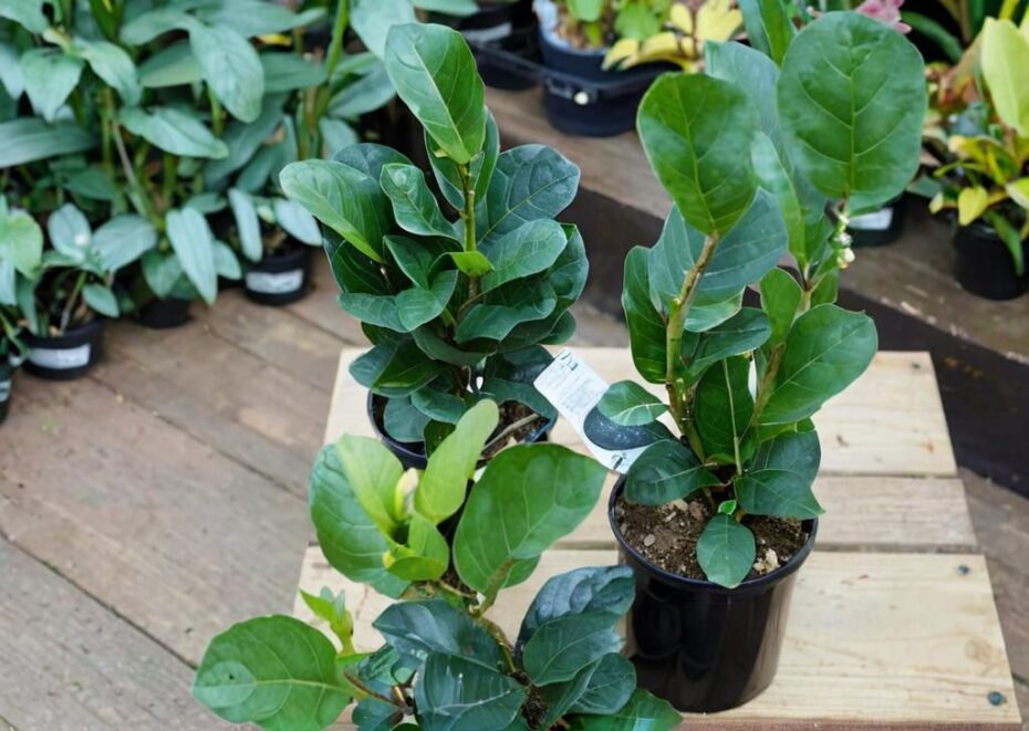 ¿Cómo es el Ficus lyrata bambino?