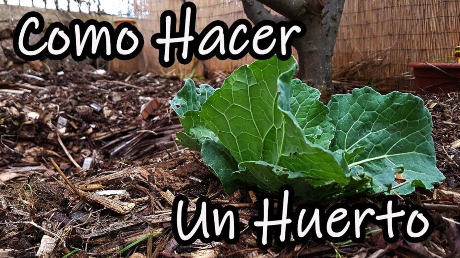Huerto en el campo: Cómo hacerlo y cultivar plantas de forma experta