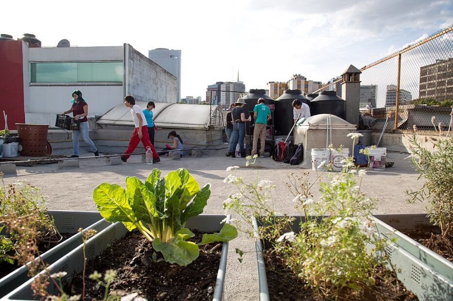 Huertos urbanos: Cómo hacerlos de manera exitosa y sostenible