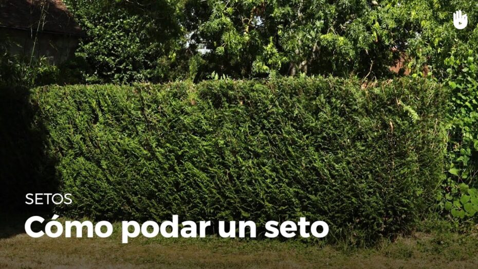 Poda de setos: Aprende cómo se hace correctamente para mantener tus plantas saludables