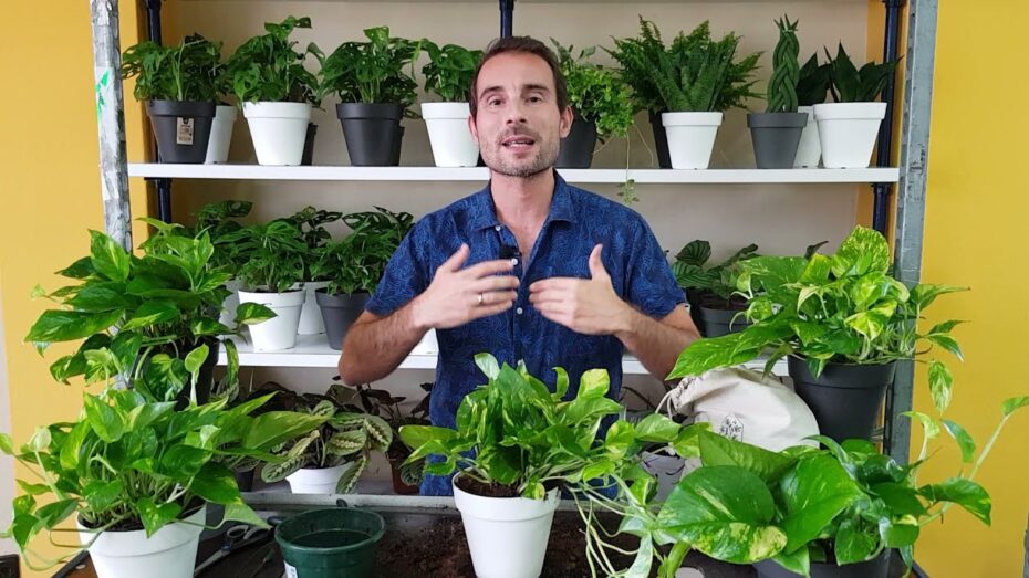 Poto frondoso: Aprende cómo hacerlo paso a paso con nuestros consejos de experto en botánica