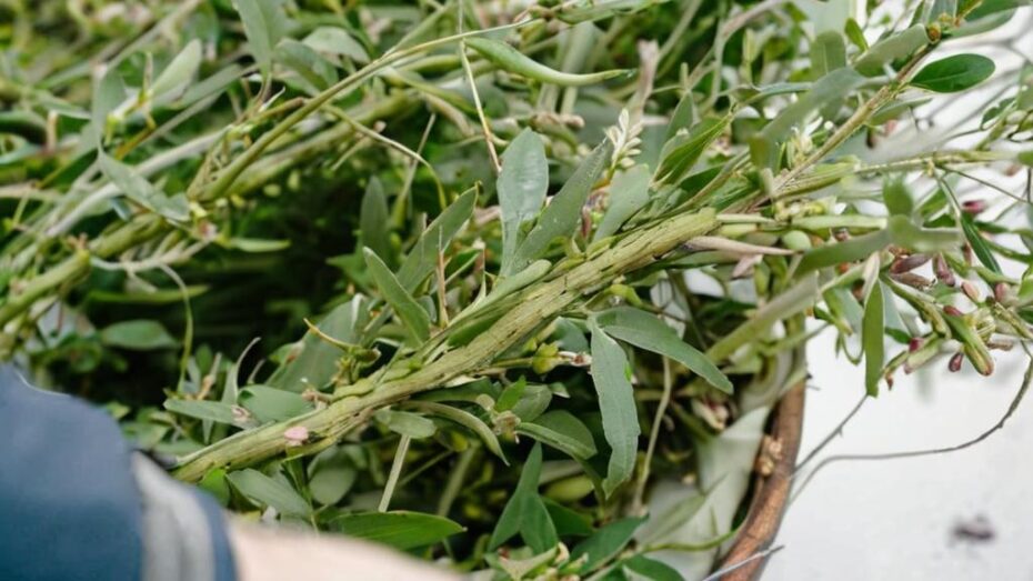 ¿Cómo hacer un jardín de plantas aromáticas de exterior?