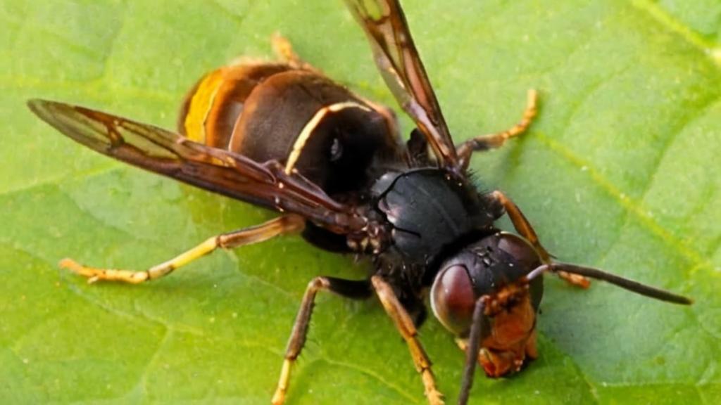 Cómo hacer una trampa para avispa asiática y evitar que pulule por nuestro jardín