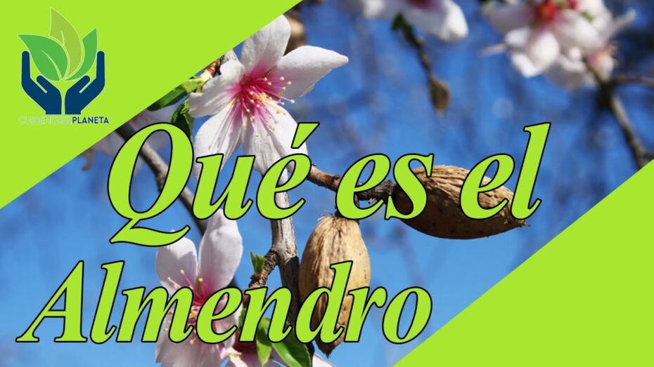Flor del almendro: ¿Cuál es su nombre y características?