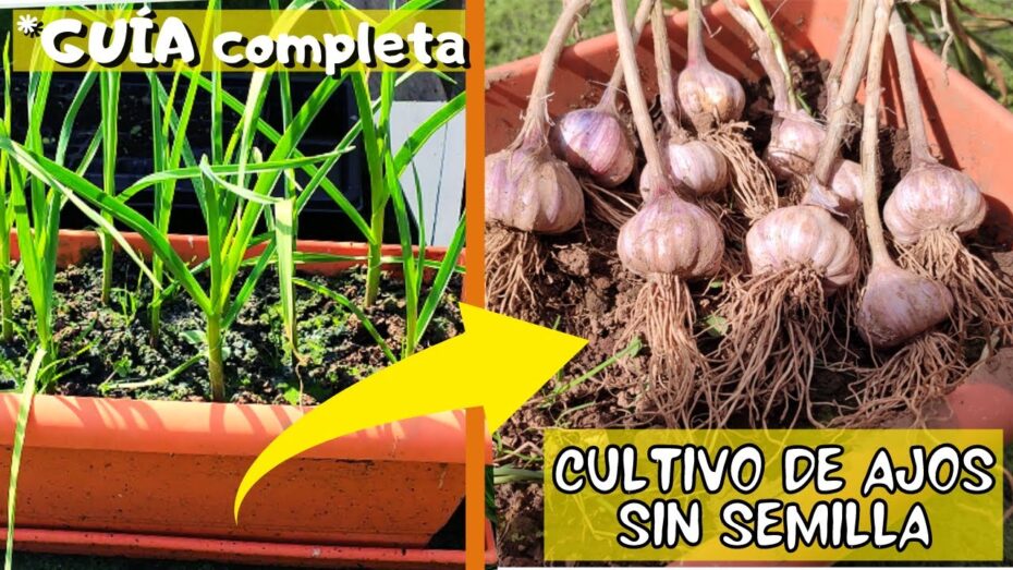 Ajos sin semilla en maceta: Cómo plantarlos de manera eficiente