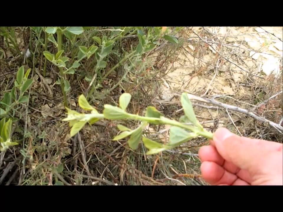 Alcaparras: Cómo plantarlas por esquejes y lograr un cultivo exitoso