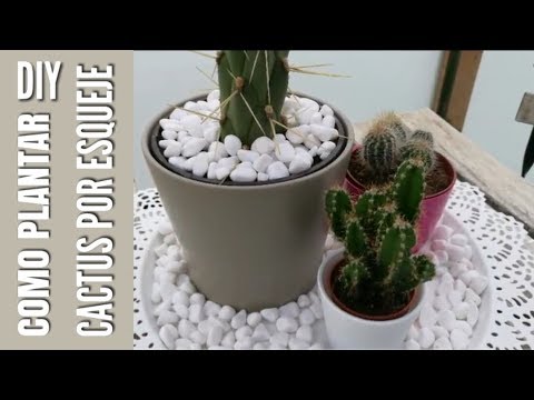 Plantar un cactus sin raíz: Guía experta para un cultivo exitoso