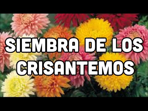 Plantar crisantemos: Guía completa para un cultivo exitoso