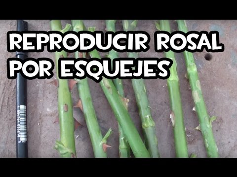 Plantar esquejes de rosal: Guía experta para el cultivo exitoso