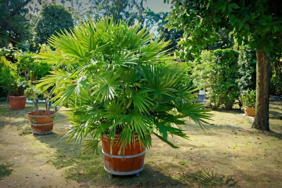 Cómo plantar palmeras en macetas