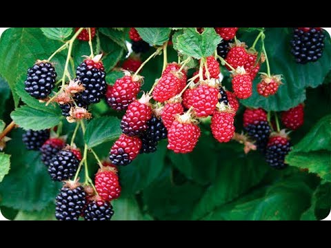 Plantar zarzamora: Guía completa para cultivar con éxito
