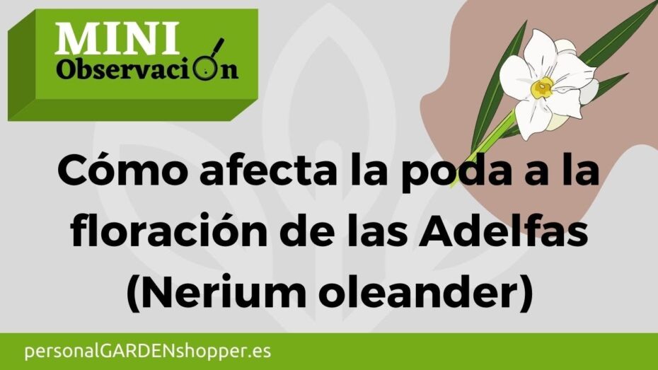 Adelfa: Guía completa para podar esta planta de forma correcta