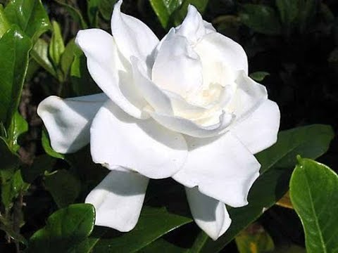 Poda de gardenias: Aprende cómo hacerlo correctamente para un crecimiento saludable
