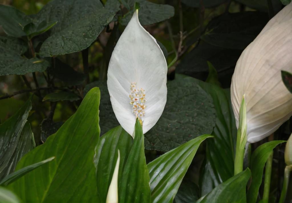 Cómo prevenir y tratar las plagas más comunes en Spathiphyllum
