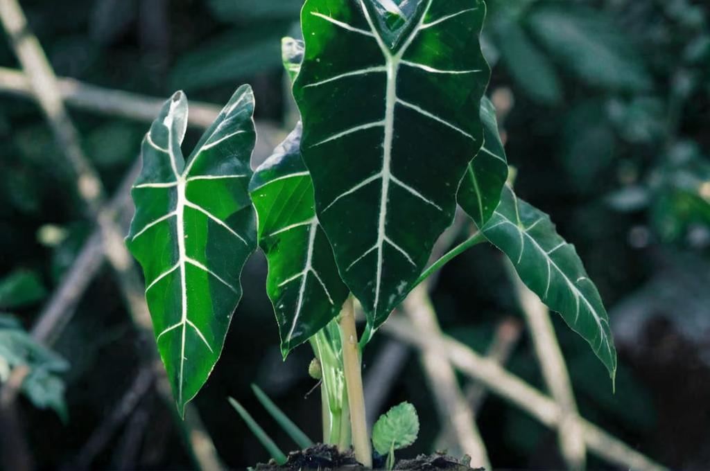 ¿Cómo recuperar una alocasia?