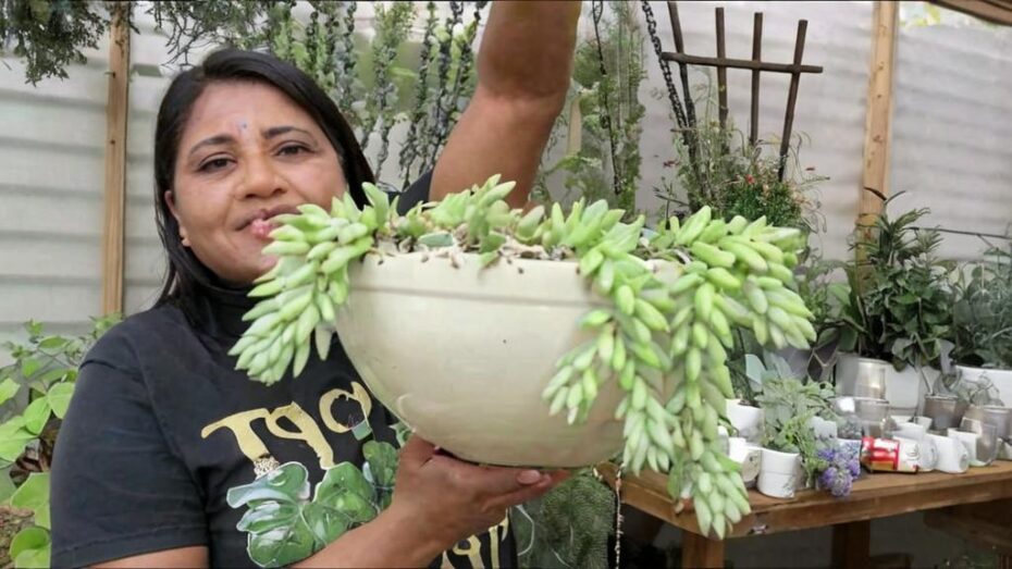 Cómo reproducir Sedum morganianum de forma sencilla y eficaz