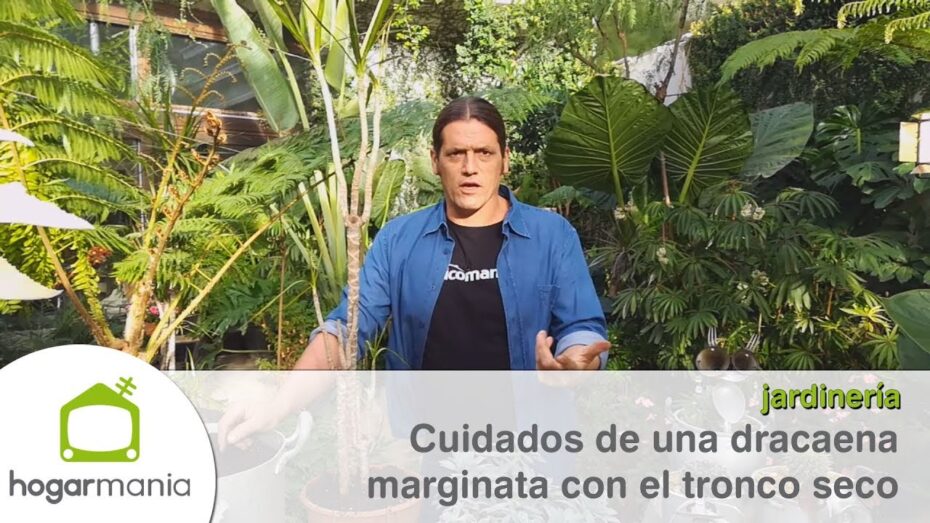 Revive tu Dracaena: Aprende cómo cuidar y revitalizar esta planta