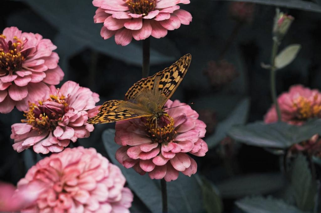 Cómo secar flores con glicerina