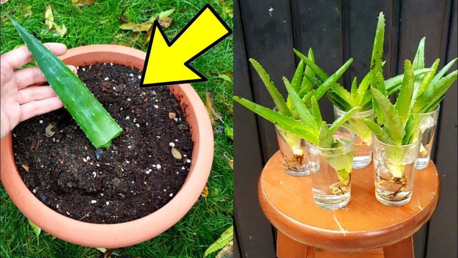 Guía completa de cómo sembrar aloe vera: consejos y pasos clave para cultivar esta planta beneficiosa.