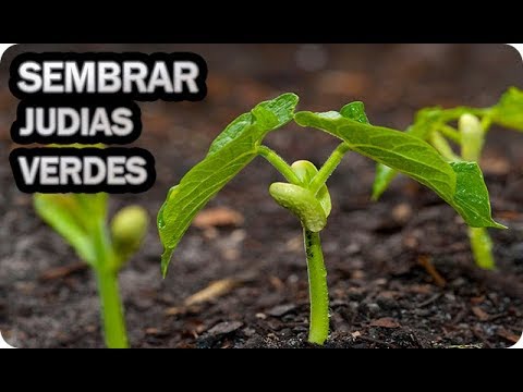 Sembrar judías verdes: Guía completa para cultivar y cuidar tus plantas de judía