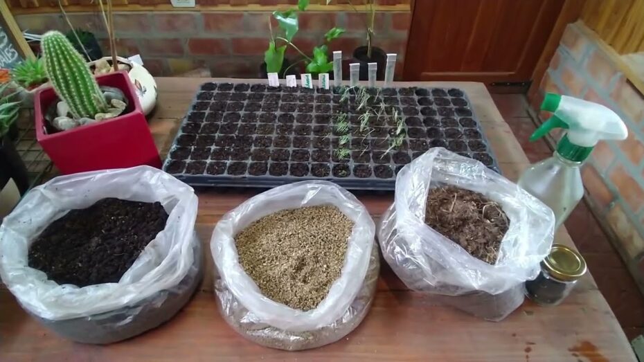 Sembrar semillas de amapola: guía completa y experta para un cultivo exitoso