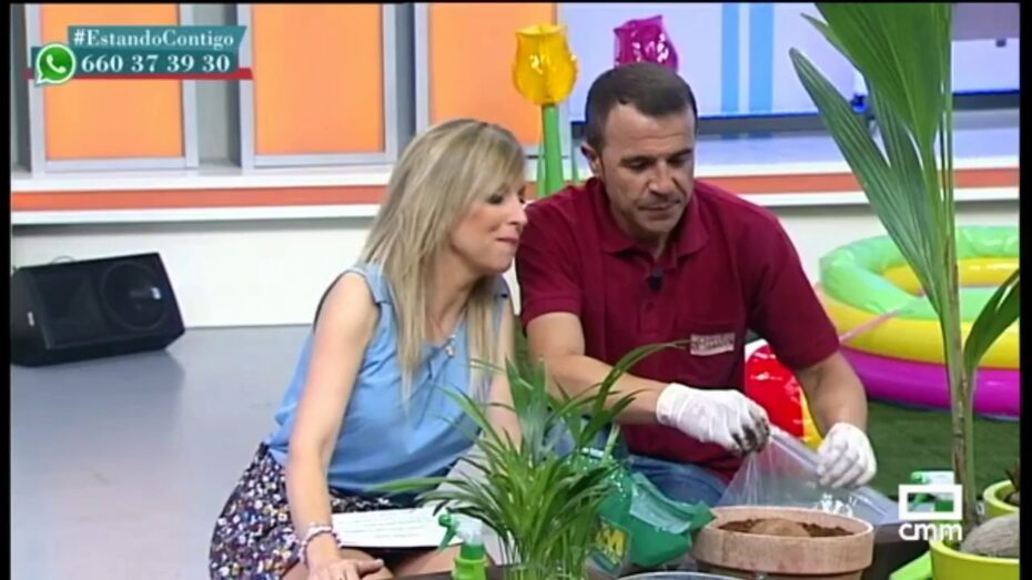 Cocotero en casa: Cómo tener y cuidar esta planta exótica