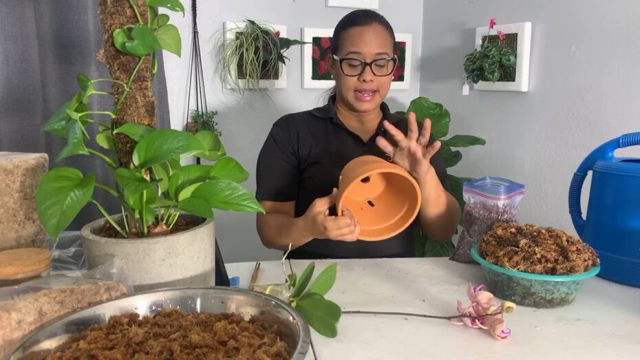 Feng shui: Cómo utilizar los kokedamas para armonizar tu hogar