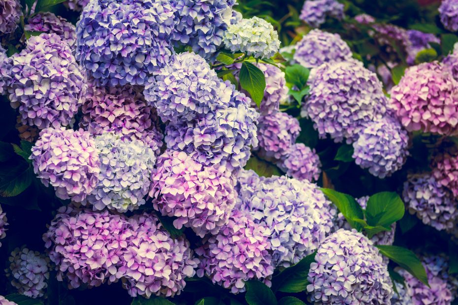Vinagre en las hortensias: cómo utilizarlo de manera efectiva