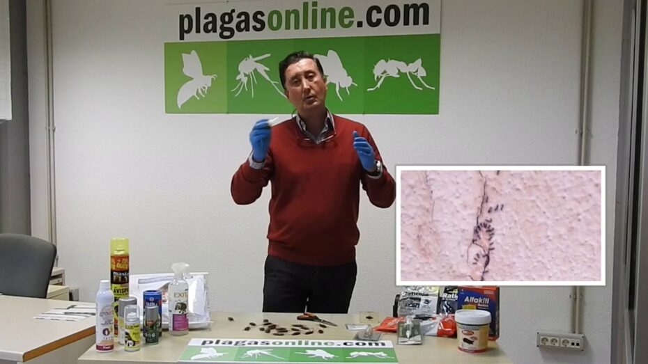 Guía definitiva para comprar un antihormigas: consejos y recomendaciones