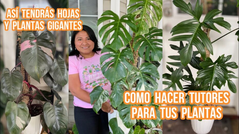 Tutores para plantas: Cómo comprar los mejores y optimizar su crecimiento