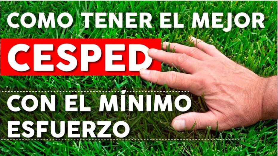 Consejos de experto en botánica para tener un césped verde