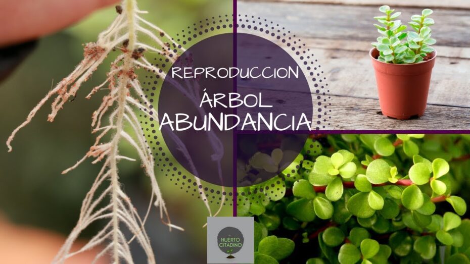 Portulacaria afra en flor: Consejos para lograr su belleza en tu jardín