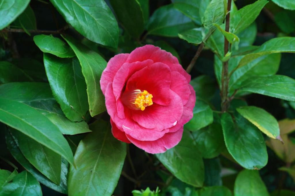 Consejos para cuidar la Camelia en maceta
