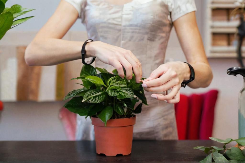 Consejos sencillos para mimar tus plantas y que crezcan sanas y resistentes