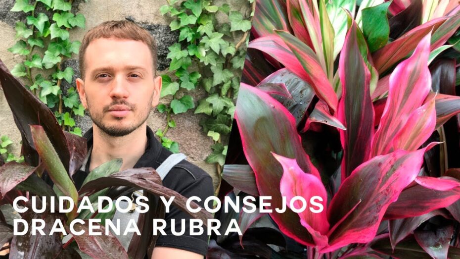 Cuidados de la Cordyline fruticosa: todo lo que necesitas saber