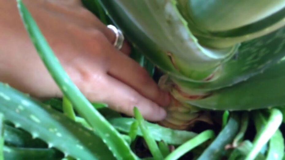 Cómo hacer que una hoja de aloe vera vuelva a crecer: consejos de experto en plantas y botánica